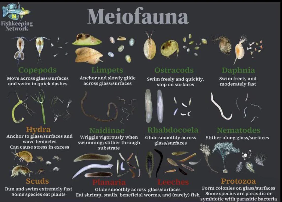 aquarium copepods planaria hydra detritus worms identification chart